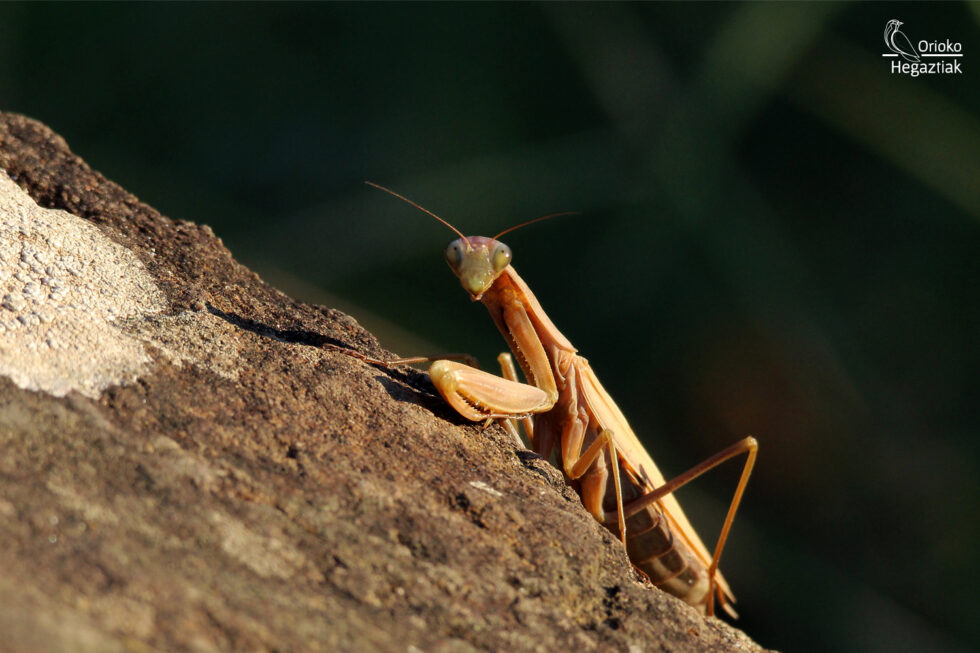 Mantis religiosa (Mantis religiosa)