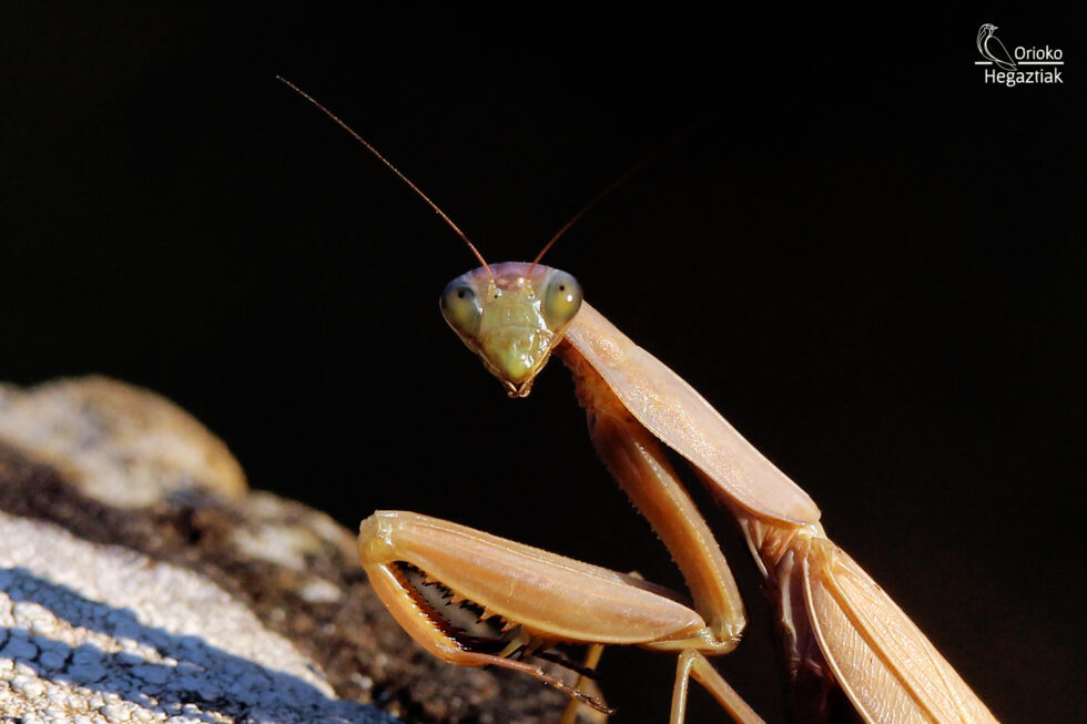 Mantis religiosa