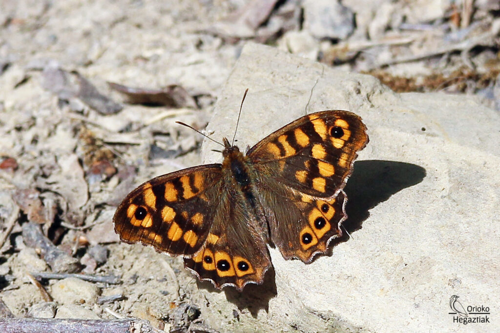 Mariposa Maculada (Pararge aegeria)
