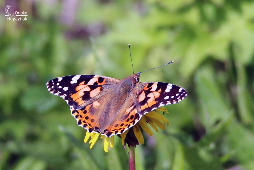 Mariposa Cardera (Vanessa cardui)
