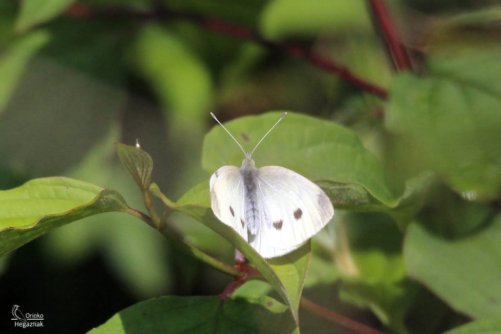 Mariposa Blanquita de la Col (Artogeia rapae)