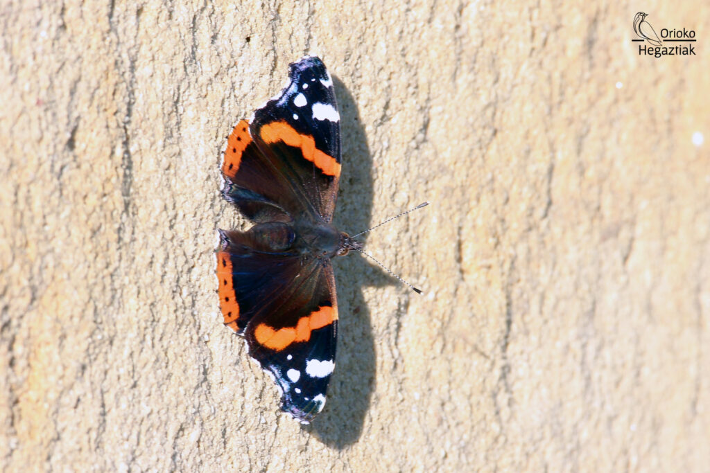 Mariposa Vanesa Atalanta (Vanessa Atalanta)