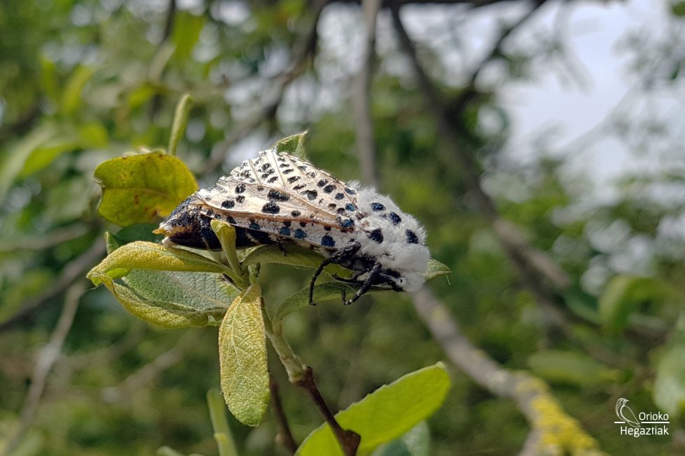 Polilla Taladro amarillo