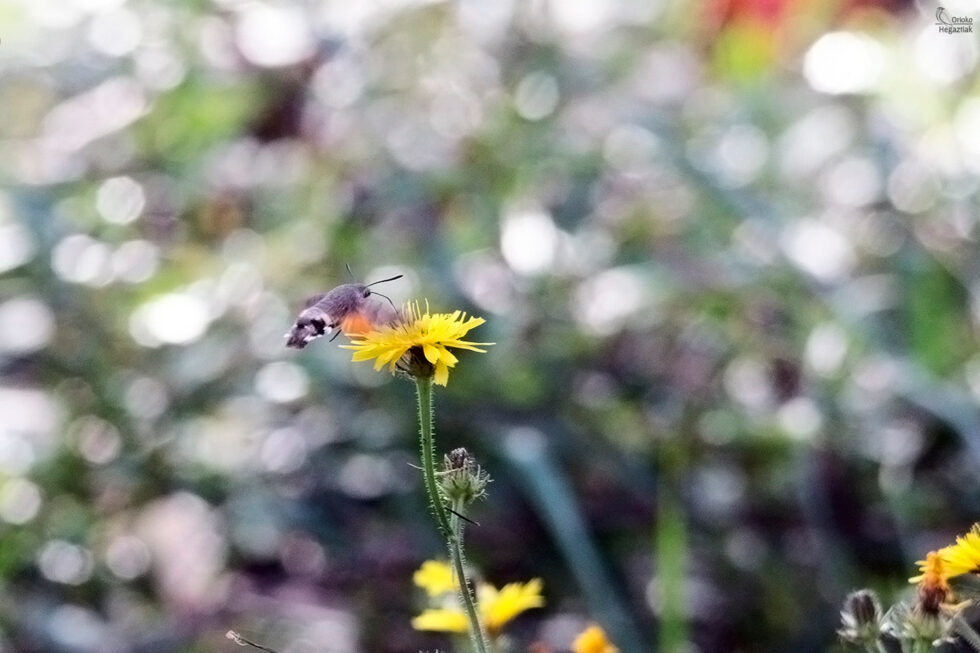 Polilla Esfinge colibel (Macroglossum stellatarum)