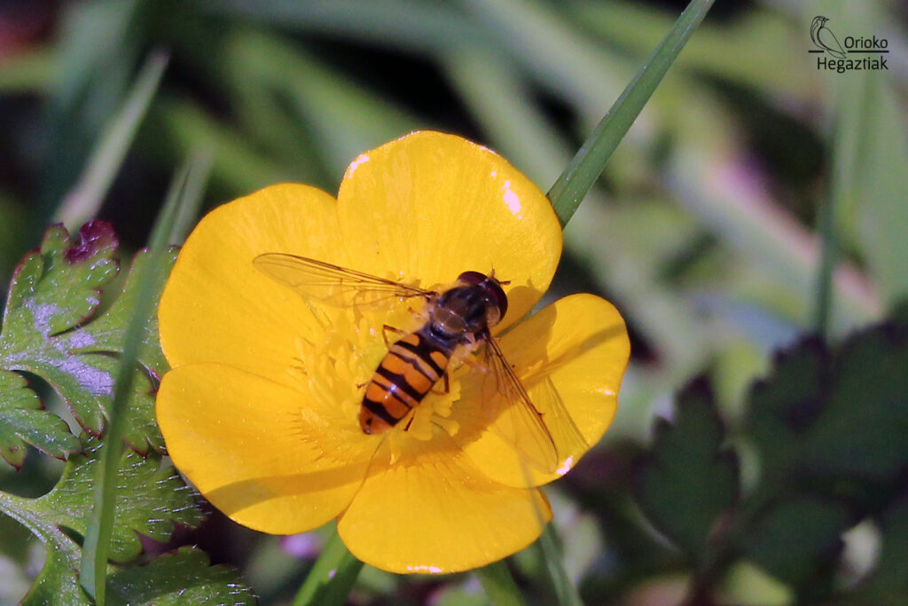 Mosca Cernícalo (Episyrphus balteatus)