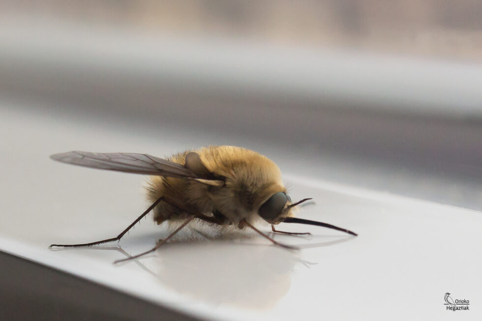 Mosca Abejorro (Bombylius major)