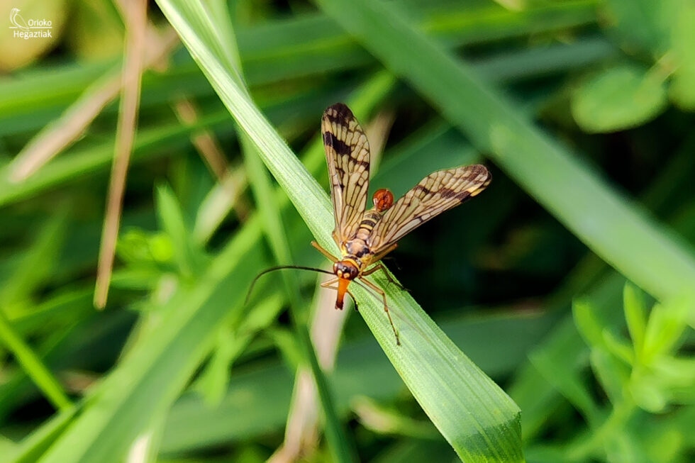 Mosca Escorpión (Panorpa communis)