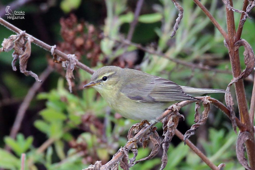 Mosquitero Musical