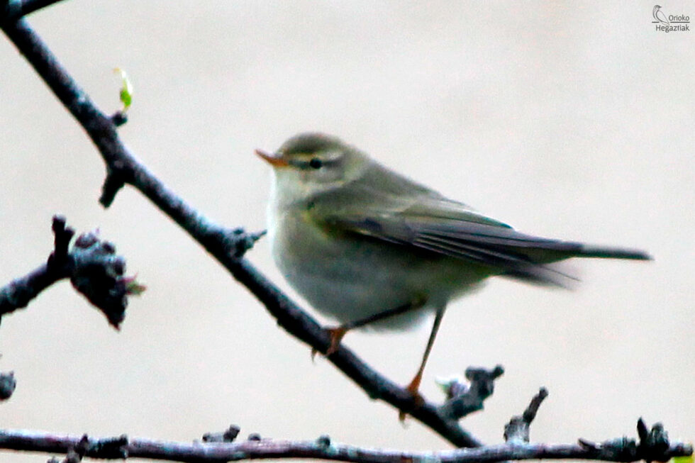 Mosquitero Silbador