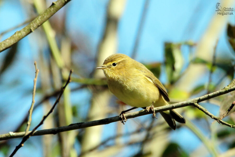 Mosquitero Común