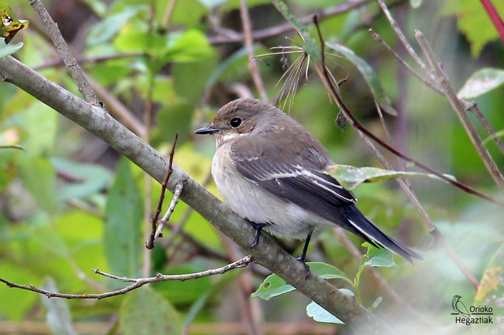 Papamoscas Cerrojillo