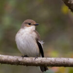 Papamoscas-cerrojillo-4