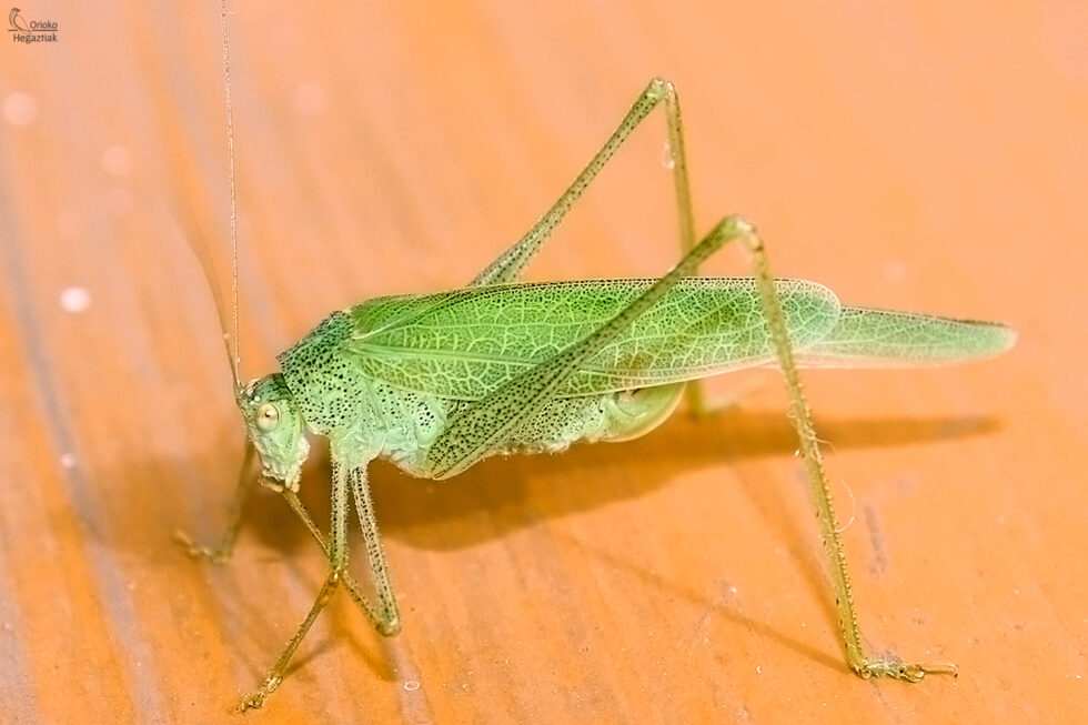 Grillo de matorral (Phaneroptera nana)