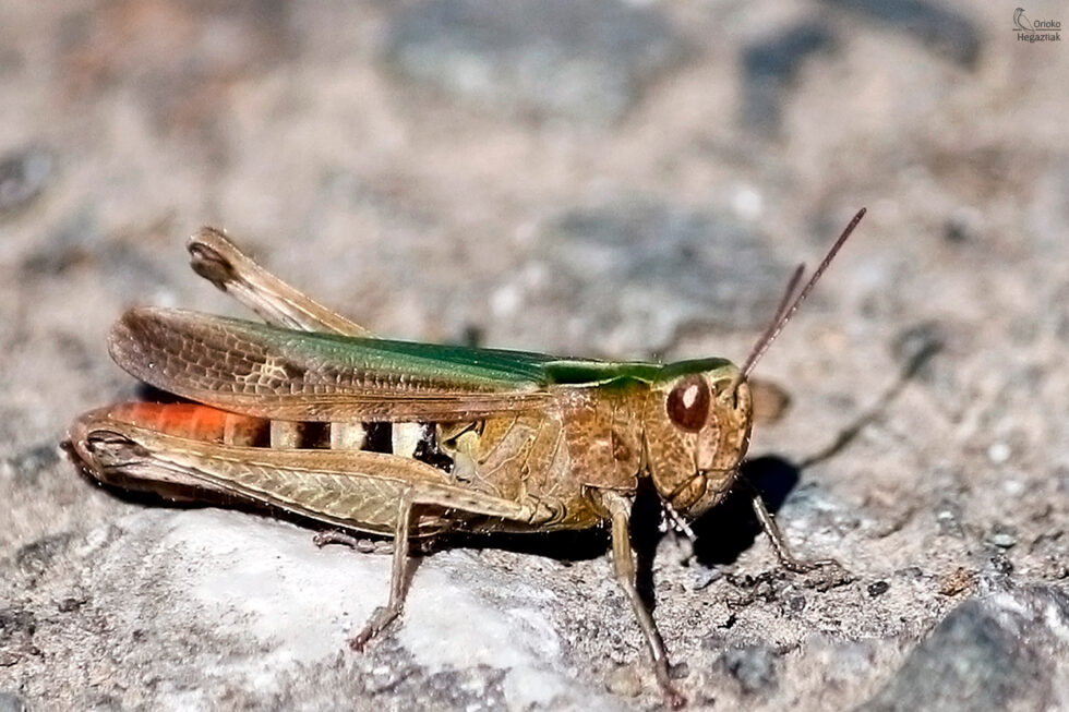 Saltamontes de los bosques (Omocestus rucipes)