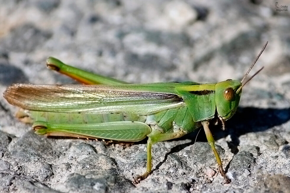 Saltamontes de ala listada (Paracinema tricolor)