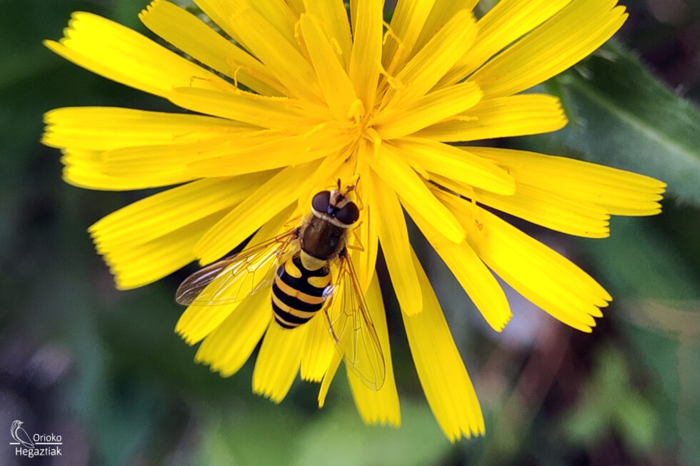 Mosca Cernícalo (Syrphus ribesii)