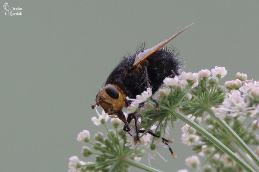 Mosca Parásito (Tachina grossa)