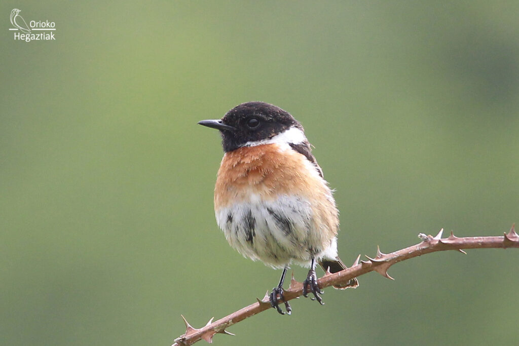 Tarabilla Común