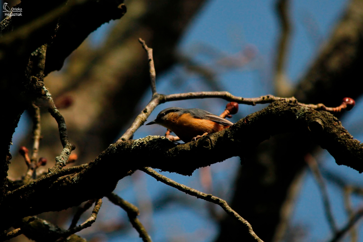 Bienvenidos a este blog dedicado a las Aves