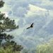 Aguilucho Lagunero Occidental